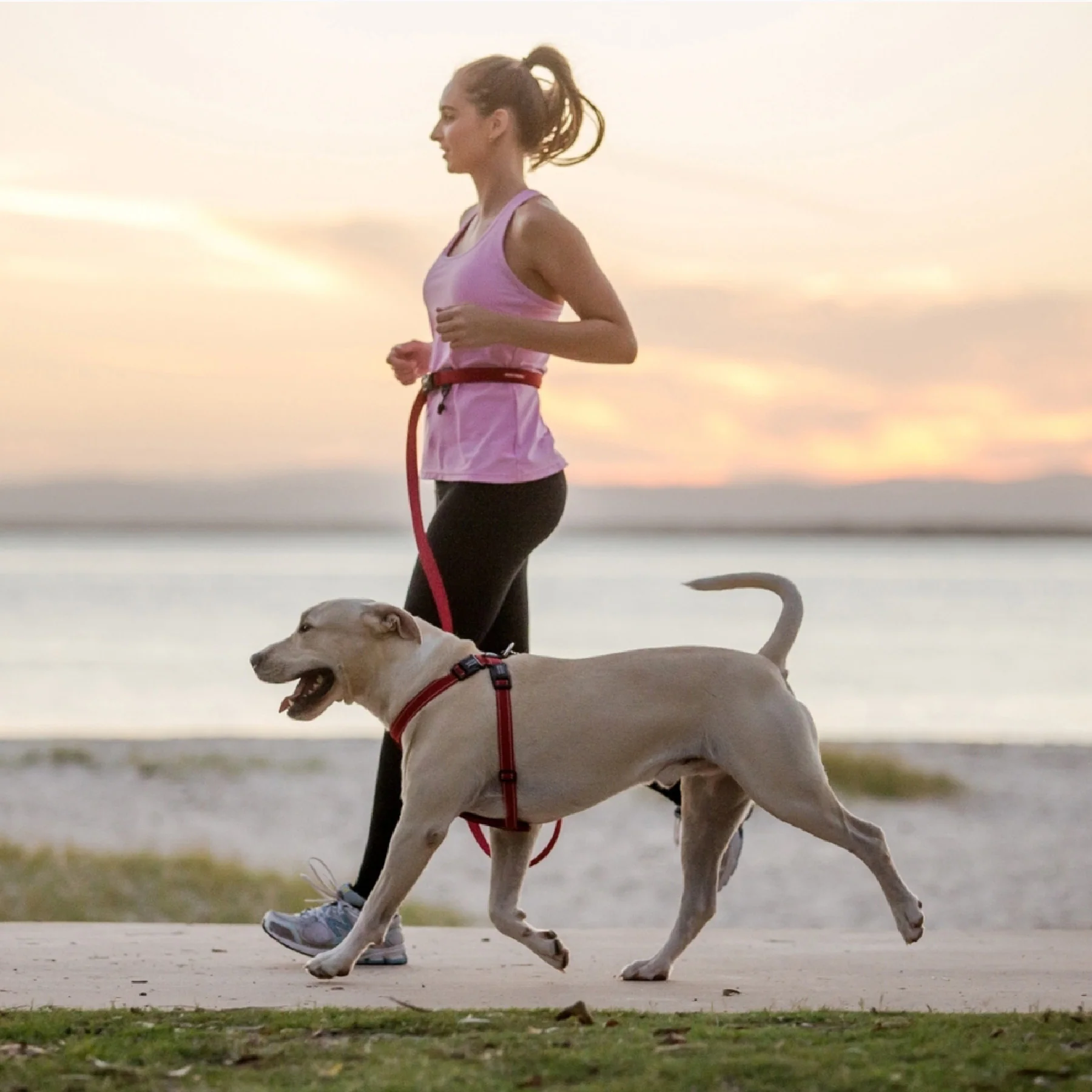 Cómo Enseñar a Tu Perro a Sentarse y Obedecer en Solo 5 Pasos: Técnicas Efectivas de Adiestramiento Canino