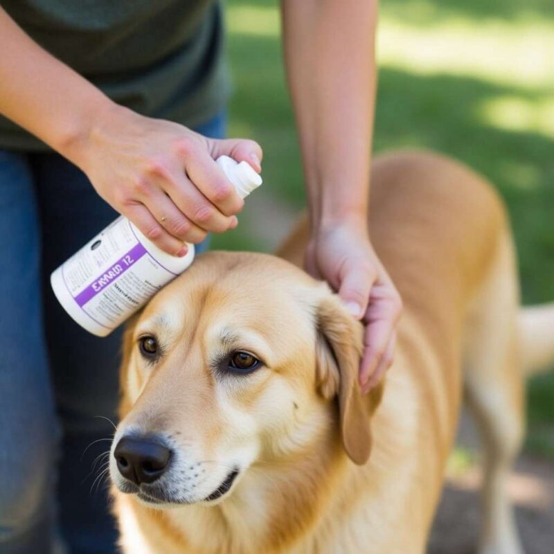 Aplicando un spray casero repelente de garrapatas al pelaje de un perro.