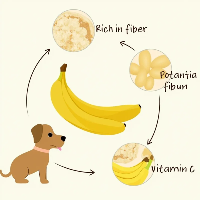 los perros pueden comer banana Beneficios nutricionales del plátano para los perros.